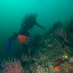 diving on a outer reef off Anacapa