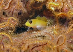 gobi-anacapa-brittle-stars