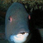 Sheephead waiting for a handout