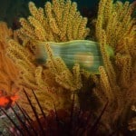 coastal-nicholas-canyon-reef-eggcase