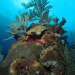 roatan turquoise bay