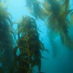 kelp forrest at Santa Cruz island aboard the Truth dive boat on a Channel Islands Dive Adventures scuba trip