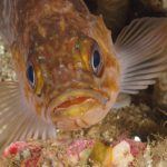 rockfish at santa cruz island aboard the peace dive boat