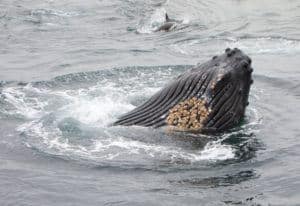 monterey-whale-watching