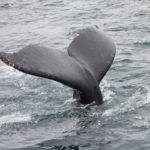 monterey bay whale watching