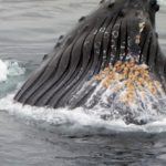 whales in monterey bay
