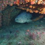Goliath-grouper-florida-wreck